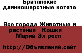 Британские длинношерстные котята - Все города Животные и растения » Кошки   . Марий Эл респ.
